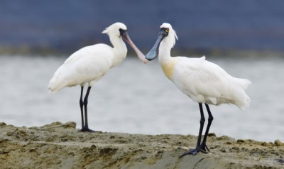 左邊為黑面琵鷺亞成鳥 右邊為黑面琵鷺成鳥 攝於台南土城  台南鳥會郭東輝攝